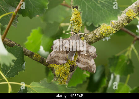 Pappelschwärmer, Pappel-Schwärmer, Laothoe Populi, Sphinx Populi, Pappel Hawk-Moth, Pappel Hawkmoth, Le Sphinx du Peuplier, Schwärmer, Sphingidae, Haw Stockfoto