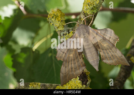 Pappelschwärmer, Pappel-Schwärmer, Laothoe Populi, Sphinx Populi, Pappel Hawk-Moth, Pappel Hawkmoth, Le Sphinx du Peuplier, Schwärmer, Sphingidae, Haw Stockfoto