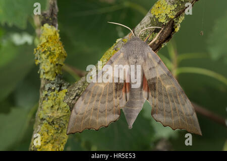 Pappelschwärmer, Pappel-Schwärmer, Laothoe Populi, Sphinx Populi, Pappel Hawk-Moth, Pappel Hawkmoth, Le Sphinx du Peuplier, Schwärmer, Sphingidae, Haw Stockfoto