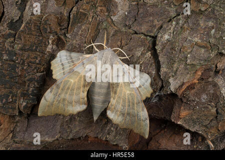 Pappelschwärmer, Pappel-Schwärmer, Laothoe Populi, Sphinx Populi, Pappel Hawk-Moth, Pappel Hawkmoth, Le Sphinx du Peuplier, Schwärmer, Sphingidae, Haw Stockfoto