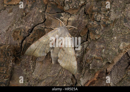 Pappelschwärmer, Pappel-Schwärmer, Laothoe Populi, Sphinx Populi, Pappel Hawk-Moth, Pappel Hawkmoth, Le Sphinx du Peuplier, Schwärmer, Sphingidae, Haw Stockfoto