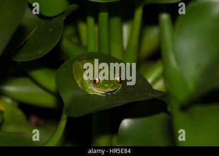 Die blau-sided Leaf Frosch oder gelbäugige oder Orange-eyed Laubfrosch, Agalychnis Annae ist eine gefährdete Art der nächtlichen Frosch in Costa Rica. Stockfoto