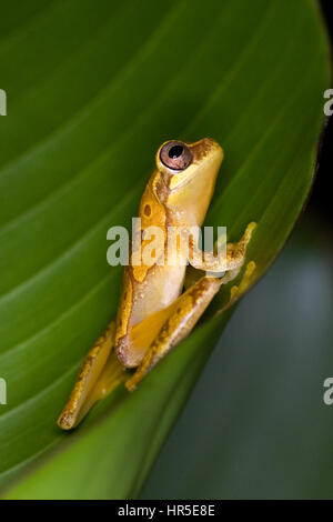 Sanduhr Treefrog, Hyla Ebraccata, ist eine nachtaktive Laubfrosch in tropischen Regenwäldern aus Mexiko nach Ecuador gefunden.  Fotografiert in Costa Rica. Stockfoto