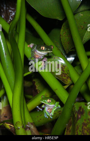 Die blau-sided Leaf Frosch oder gelbäugige oder Orange-eyed Laubfrosch, Agalychnis Annae ist eine gefährdete Art der nächtlichen Frosch in Costa Rica. Stockfoto