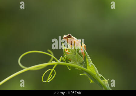 Sanduhr Treefrog, Hyla Ebraccata, ist eine nachtaktive Laubfrosch in tropischen Regenwäldern aus Mexiko nach Ecuador gefunden.  Fotografiert in Costa Rica. Stockfoto