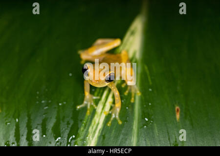 Sanduhr Treefrog, Hyla Ebraccata, ist eine nachtaktive Laubfrosch in tropischen Regenwäldern aus Mexiko nach Ecuador gefunden.  Fotografiert in Costa Rica. Stockfoto