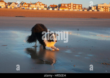 Border Collie, Hund, Ball am Strand bei Sonnenaufgang geworfen werden warten Stockfoto