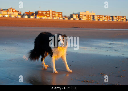 Border Collie Hund stehen am Strand in der Glut des Sonnenaufgangs Stockfoto