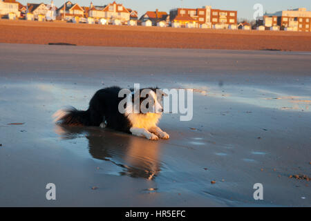Border-Collie am Strand bei Sonnenaufgang Stockfoto