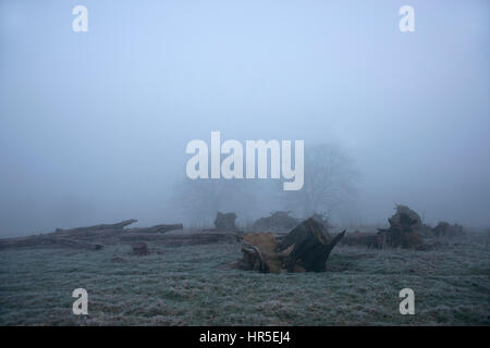 Protokoll-Stapel von umgestürzte Bäume im Nebel, Stockfoto