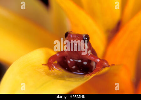 Die Phantasmal Poison Frog, Epipedobates Tricolor, ist eine gefährdete Spezies der Pfeilgiftfrosch gefunden nur in Ecuador. Stockfoto