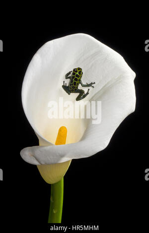 Mimischen Poison Frog, Ranitomeya Imitator, ehemals Dendrobates Imitator ist ein winziger vergiften Frosch im Amazonas Peru gefunden. Stockfoto