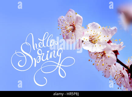 Frühling Blumen Rahmen und Text Hallo Frühling. Kalligraphie-Schriftzug. Stockfoto