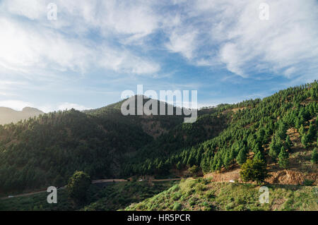 Highland Road führt durch malerische Nadelwald auf wunderschönen sonnigen Tag Stockfoto