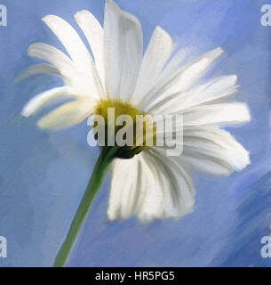 Öl-Aquarellfarbe Daisy weiße Blume über den blauen Himmel Stockfoto