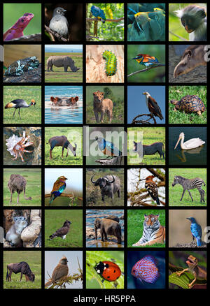 Collage aus der Set inklusive 35 verschiedene Tiere Stockfoto