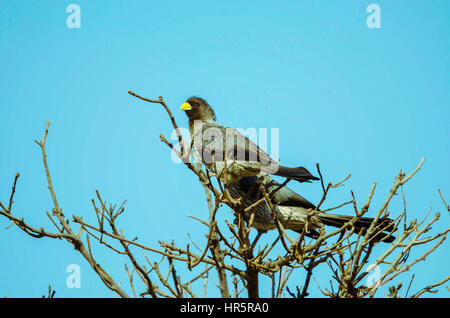 Western grau Wegerich-Esser (Crinifer Piscator) Bijilo Forest Gambia Stockfoto