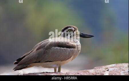 Vögel des indischen Subkontinents - Lets fly away mit schönen & lebendige Arten der Welt... Stockfoto