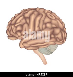 Die Anatomie des Gehirns. menschliche Gehirn laterale Ansicht. Abbildung auf weißem Hintergrund. Stock Vektor