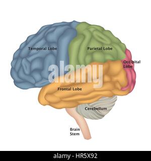 Die Anatomie des Gehirns. menschliche Gehirn laterale Ansicht. Abbildung auf weißem Hintergrund. Stock Vektor