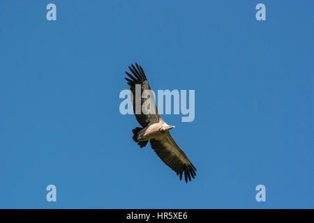Gänsegeier (abgeschottet Fulvus), im Flug Stockfoto