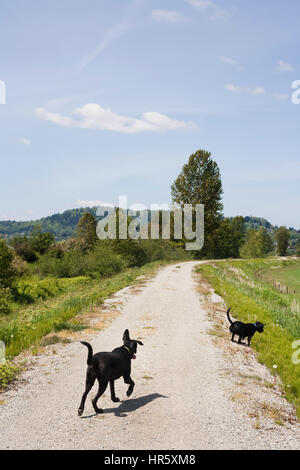 Schwarze Hunde auf ländlichen Deich. Mission, BC. Kanada Stockfoto