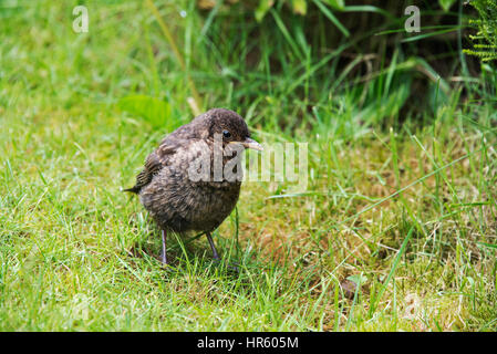 Nahaufnahme von eine junge Amsel in einem Garten in Staffordshire, England Stockfoto