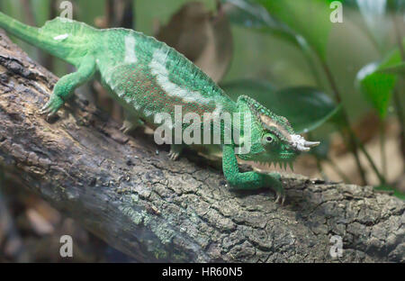 Nahaufnahme eines Jackson Chameleon ruht auf einem Zweig Stockfoto