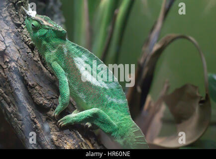 Nahaufnahme eines Jackson Chameleon ruht auf einem Zweig Stockfoto