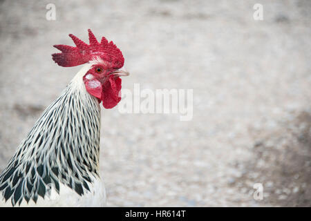 Close up Portrait of Sussex Licht Hahn auf einer Farm in England Stockfoto