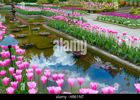 Tulpen, den italienischen Garten. Buitchart Gärten, Brentwood Bay, Greater Victoria, Britisch-Kolumbien, Kanada Stockfoto