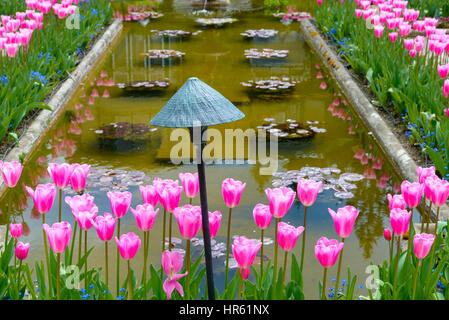 Tulpen, den italienischen Garten. Buitchart Gärten, Brentwood Bay, Greater Victoria, Britisch-Kolumbien, Kanada Stockfoto