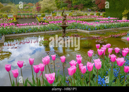 Tulpen, den italienischen Garten. Buitchart Gärten, Brentwood Bay, Greater Victoria, Britisch-Kolumbien, Kanada Stockfoto