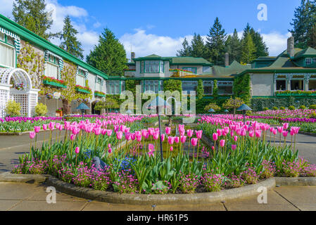 Tulpen, den italienischen Garten. Buitchart Gärten, Brentwood Bay, Greater Victoria, Britisch-Kolumbien, Kanada Stockfoto