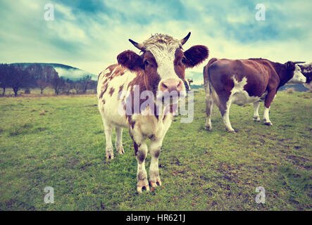 Schwarze und braune Kühe Blick in die Kamera. Kuh im Feld. Die Kühe. Stockfoto