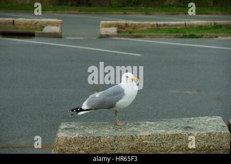 Silbermöwe sitzt auf einer steinernen Fläche von einer leeren Landschaft-Parkplatz Stockfoto