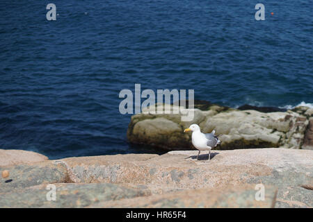 Möwe sitzt auf einem Felsen mit blauen Meerwasser auf dem Hintergrund Stockfoto