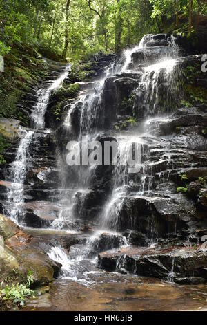 Wasserfall im dichten Wald der Blue Mountains in der Nähe von Katoomba. Stockfoto