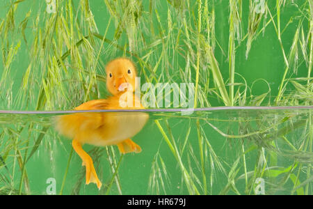 kleine Ente schwimmend im Wasser isoliert Stockfoto