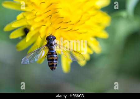 Makro-Ansicht der Biene auf Blüte Stockfoto