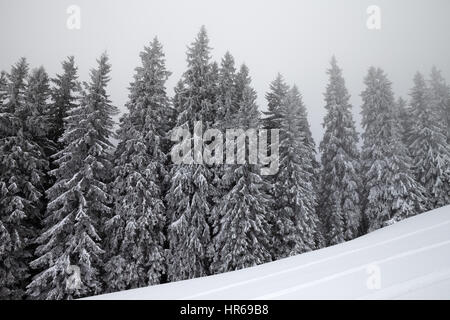 Winterwald im Nebel und Schnee Piste für Freeride am Winter eingefroren. Karpaten, Ukraine. Stockfoto