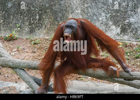 Orang-Utan mit offen Mund zeigen Eckzähne. Stockfoto