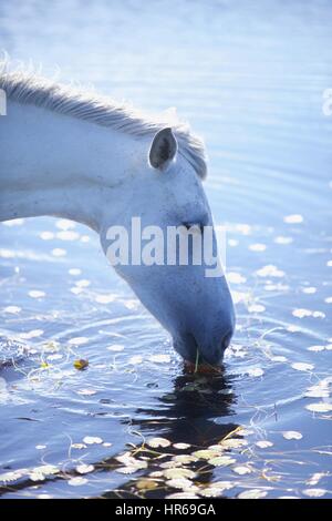 Weißes Pferd ein New Forest Pony nehmen einen Drink an einem Teich an einem warmen Sommertag Stockfoto