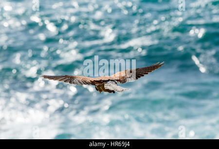 Eine männliche Turmfalken, Falco Tinnunculus, schwebt über dem Meer an der Cornish Küste in der Nähe von St Just, UK. Stockfoto