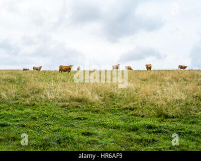 Mehrere orange Kühe auf den Horizont blickt die Kamera, grüne Wiese mit trockenen Rasen und bewölkten Himmel, zwei horizontale Hälften, Tschechische Republik, cen Stockfoto