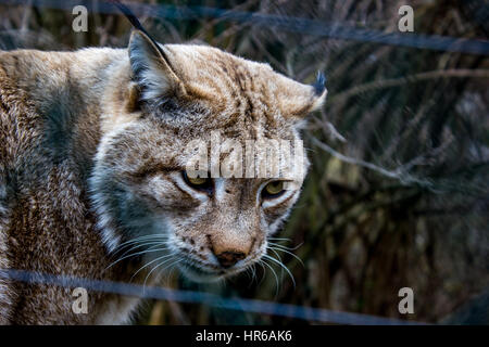 Luchs - lynx Stockfoto