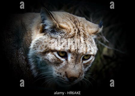 Luchs - lynx Stockfoto