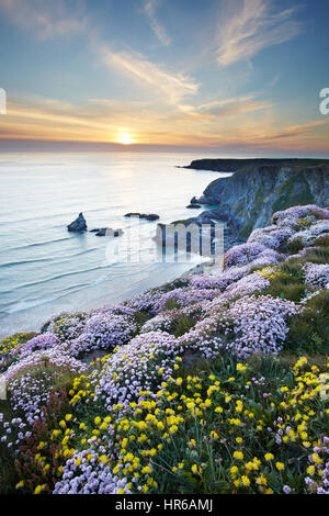 Frühlingsblumen, Sparsamkeit und Niere Wicke Teppich die Klippen von Bedruthan Steps (Carnewas), in der Nähe von Morgan Porth an der kornischen Küste. Stockfoto