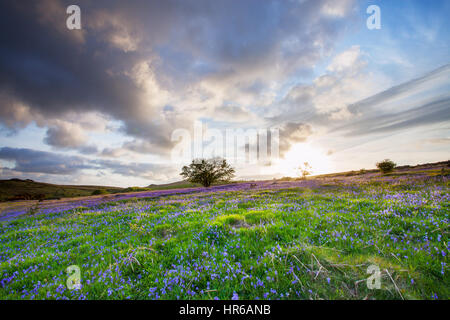 Felder der Glockenblumen Blüte am Holwell Rasen, Dartmoor Stockfoto