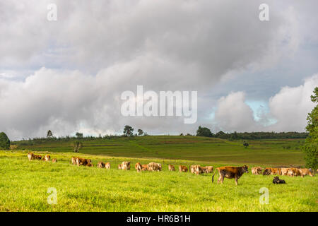 Jersey-Rinder auf einer Milchviehfarm in Simbabwe. Stockfoto